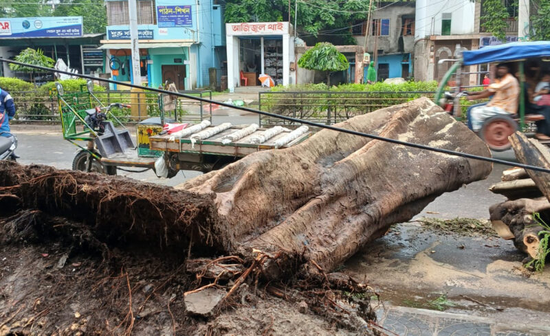 টানা বর্ষণে উপড়ে পড়ল ৩০ বছরের পুরনো গাছ